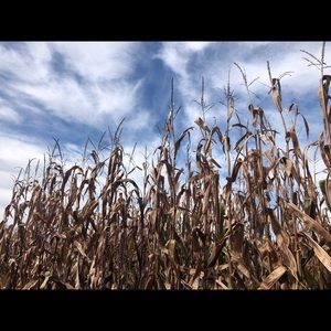 Meet your Posher, Carrie ann